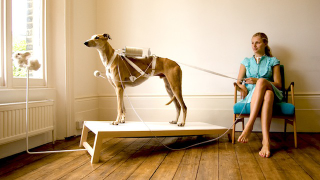 Illustration for article titled Why the Heck Is This Guy Using a Sheep As a Dialysis Machine?